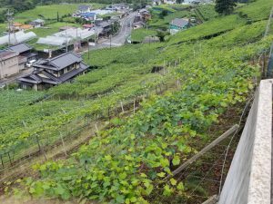 勝沼鳥居平00